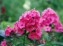 Вирусные инфекции флокса метельчатого