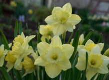 Пленяющая красота нарциссов