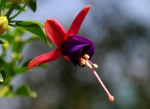 Фуксия - происхождение, выращивание, уход