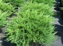 Использование можжевельника в саду 