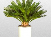 Цикас - особенности ухода, болезни и вредители