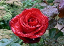 Насекомые-вредители, нападающие на розы