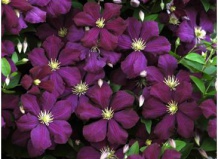 Посадка клематисов