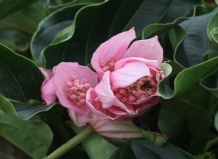 Прекрасная Мединилла