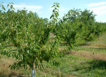 Уход за молодым садом