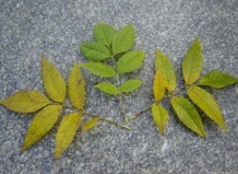 Все о растениях гороскопа друидов. Ясень