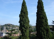 Все о растениях гороскопа друидов. Кипарис