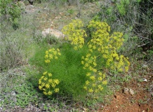 Уникальное растение – фенхель