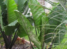 Растение с ушами слона