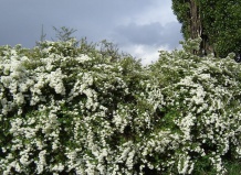 Спиреи - фавориты озеленения