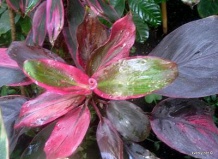 Кордилина или капустное дерево