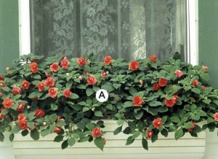 Приоконные цветочные композиции в тени 