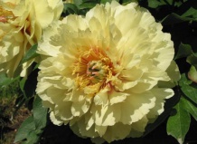 Триумф пионов нового поколения