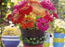 Все краски лета в одном цветке