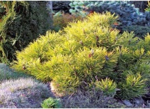 Цветовая палитра хвойных