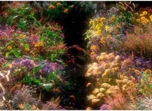 Желто-оранжевый сад