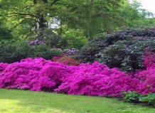 Расцвел жасмин, но розы не цветут… 