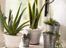 Растения и воздушный режим