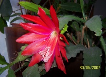 В среде «орхидных» кактусов