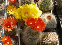 Боливия - страна кактусных «лесов»