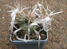 Тефрокактусы - экстремалы в мире кактусов