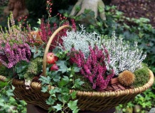 Осенняя песня цветущего вереска