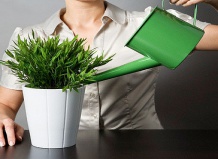 Полив и опрыскивание растений