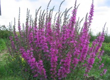 Плакун-трава