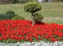 Однолетние шалфеи, цветущие до заморозков