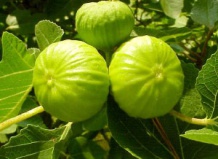 Полезные свойства инжира