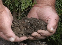 Готовим почву в саду к зиме