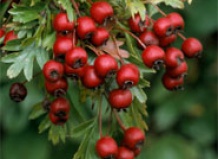 Использование боярышника в саду