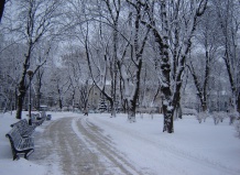 Как помочь растениям подготовиться к зимовке?