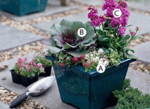 Осенние композиции в горшках