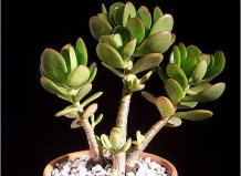 Модная толстянка — дерево, привлекающее в дом деньги и счастье