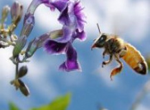 Такая незнакомая пыльца 