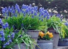 Весенняя свежесть морского бриза и ароматы мускуса в саду