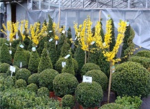 Посадочный материал