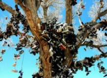 В Америке есть обувное дерево