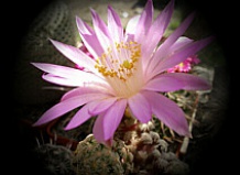 Занимательные истории о кактусах