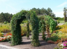 Однолетние лианы для вертикального озеленения