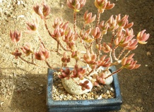 Откуда ты пришла к нам, крассула?