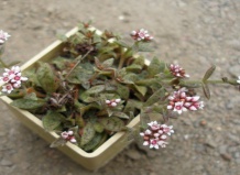 Толстянка: секреты привлекательности