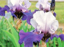 Повторно цветущие бородатые ирисы 