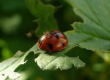 Удивительный микромир