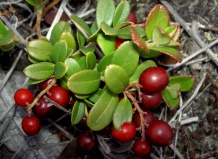 Вересковые в ландшафте современной усадьбы