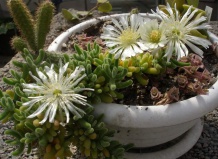 Из жизни мезембриантемовых: посадка и пересадка