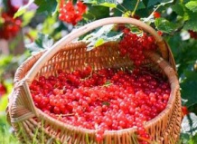 Летняя обрезка смородины