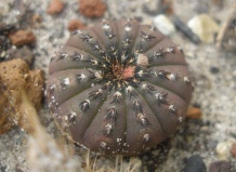 Специфика произрастания кактусов в Бразилии