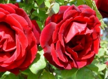 7 новых сортов роз 2011 года 